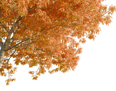 Fraxinus americana tree, corner view, cutout, isolate, transparent background, Autumn Maple Tree Branch with Vibrant Red Leaves, Detailed Foliage, Nature Close-up