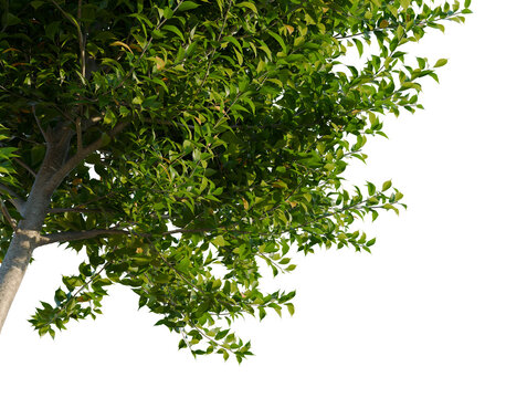 Prunus virginiana tree, corner view, cutout, isolate, transparent background, Close-up of a lush green leaf texture with vibrant details, nature's beauty