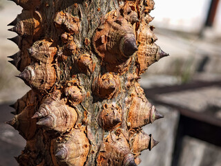 Close-up of a tree trunk showcasing unique, spiky bark texture in natural outdoor light © ZaynR