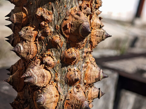 Close-up of a tree trunk showcasing unique, spiky bark texture in natural outdoor light