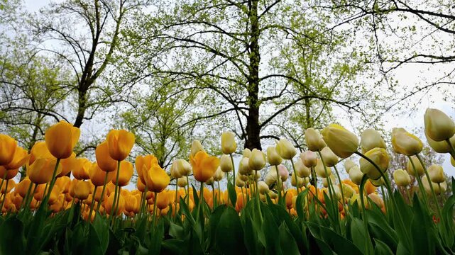 Real Time Yellow White Tulips Spring Garden. Zoom Out. Low Angle. Morges, Vaud, Switzerland.