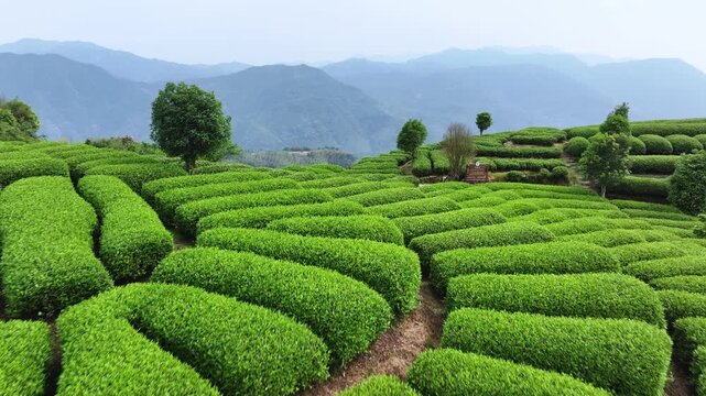 Terraced tea plantation with layered green rows surrounded by distant mountains and rolling hills