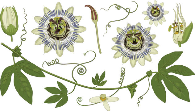 Detailed Passiflora Passion Flower Botanical Elements With Leaves And Vines Vector Illustration Set