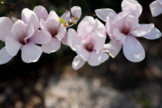Blooming magnolia flowers with soft texture and natural light. Elegant petals and pastel tones create peaceful floral background.