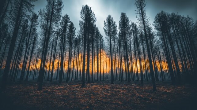 Scorched forest landscape ablaze with wildfire, showing devastation and ominous overcast skies