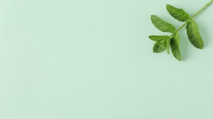 Obraz premium Fresh green mint leaves on a light mint background for summer refreshment