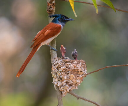 Indian paradise flycatcher female taking care of chicks. Close up, selective focus.