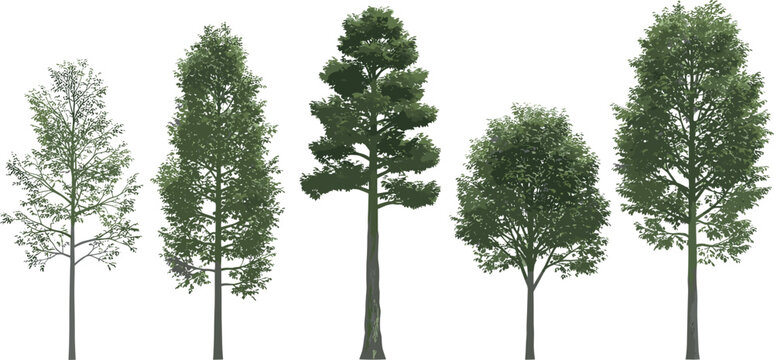 Set of 5 Detailed Tree Illustrations in Various Shapes and Styles, Perfect for Nature and Landscaping Projects