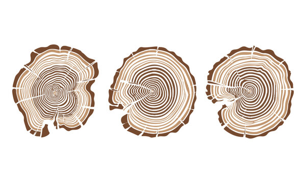 Stylized wood slice vector with simplified tree rings and abstract uneven edge contour isolated on white.