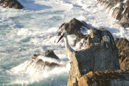 Storch auf Meeresfelsen, am Faro von Cavaleiro
