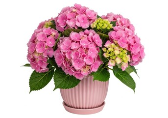 Obraz premium Elegant pink hydrangea bouquet in a pastel vase isolated on transparent background