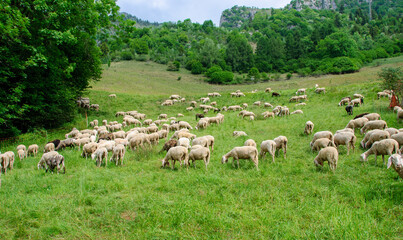 Obraz premium Large flock of sheep grazing on a green mountain meadow surrounded by forest and hills, capturing peaceful rural life and natural countryside.