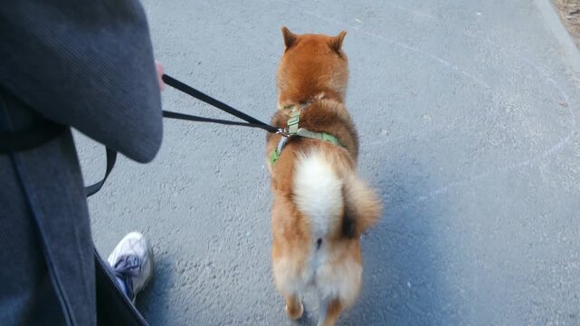 Owner walking shiba inu dog on short leash along asphalt path. Professional dog training, obedience concept with animal walking next to human handler. Owner walking fluffy shiba inu dog on short leash