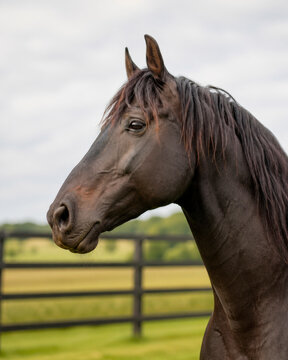 Perfil de cabe&ccedil;a de cavalo escuro em ambiente de haras