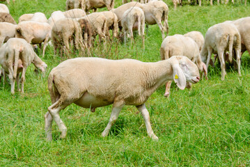 Fototapeta premium Large flock of sheep grazing on a green mountain meadow surrounded by forest and hills, capturing peaceful rural life and natural countryside.