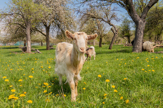 Goat grazing in a green meadow with blooming trees and natural sunlight