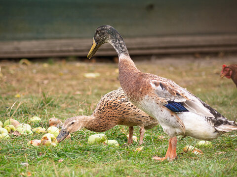 Free-range waterfowl (Indian Runner Duck) ducks standing on grass, with one duck eating a fallen apple. Outdoor rural scene with natural ground. Organic farming, animal rights, back to nature concept.
