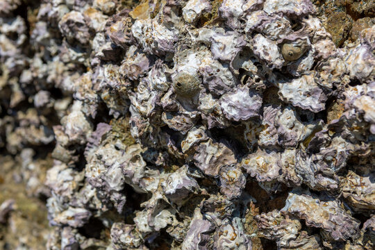oyster on the reef at the beach, Oysters in a sea at nature habitat, Oyster rocks in the sea in the sun, Natural oysters perched on the rocks in the sea, Thailand