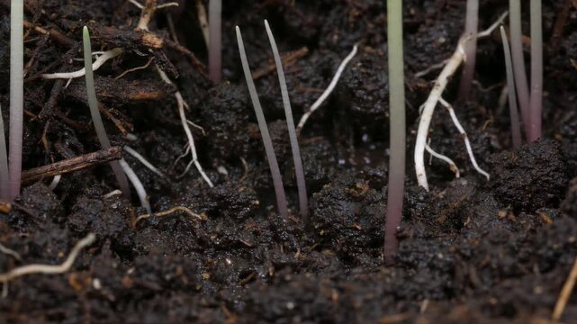 Healthy Young Seedlings Sprouting from Rich, Dark Soil in a Close-Up Shot, Symbolizing New Growth