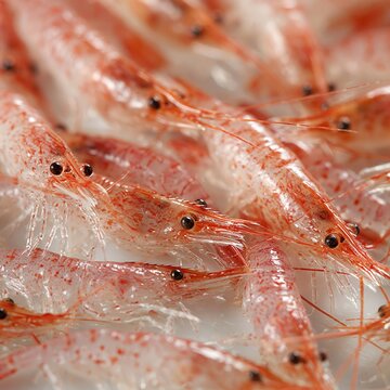 Close-Up of Freshly Caught Shrimp