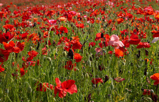 Poppy flower, beautiful blooming red poppy flowers with white wild flowers outdoor at daytime in a field in the Japanese Showa Kinen Park during springtime season in May near Tokyo city in Japan.