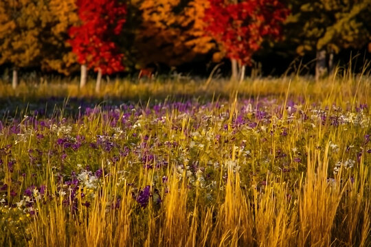 Beautiful red and yellow flowers blossom in the colorful spring park garden under a blue sky, showcasing the vibrant flora and natural beauty of a lush summer meadow landscape