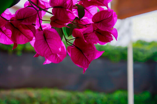 Bougainvillea santa rita flor