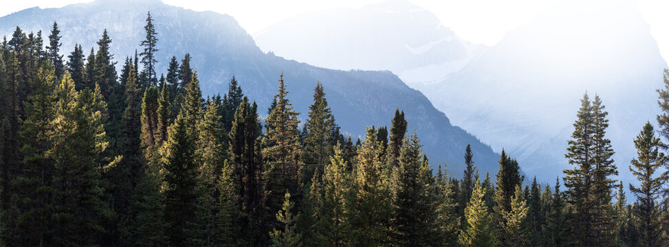 Thick evergreen forest in a park with soft sidelight and a blue mountain in the background fading into a transparent upper frame.