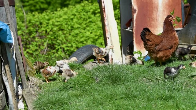 Hen with chicks wander around messy rural yard seeding for food, free range farming during warm sunny spring day