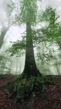 Majestic tall beech tree towering over the flowing water of a little stream in foggy atmosphere in a forest