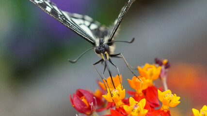 Macro shot of a swallowtail butterfly feeding on orange nectar flowers in the garden © shufilm