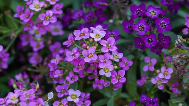 Clusters of vibrant purple and lilac sweet alyssum flowers blooming in a spring garden