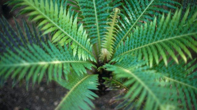 High angle view of green cycad palm leaves spreading out in a tropical garden