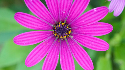 Obraz premium Top view macro shot of a vibrant purple African daisy flower in full bloom