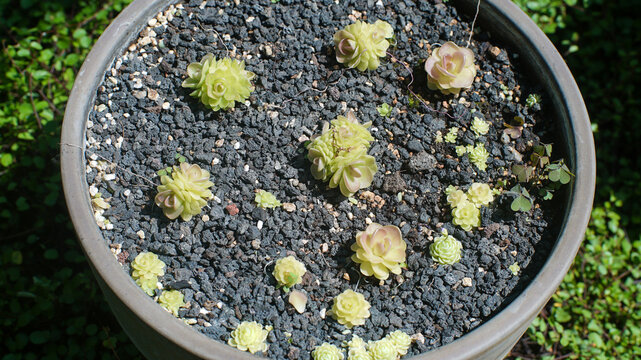 Small Pinguicula carnivorous plants with rosette leaves growing in a pot