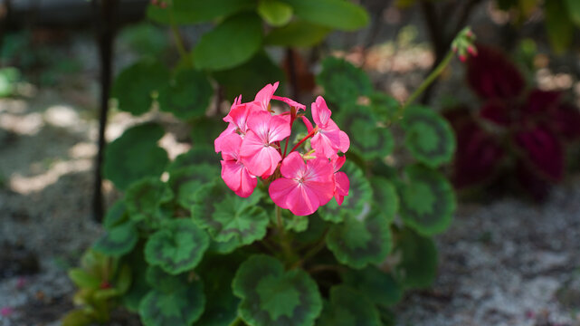 Beautiful pink geranium flowers blooming on a green bush in a garden