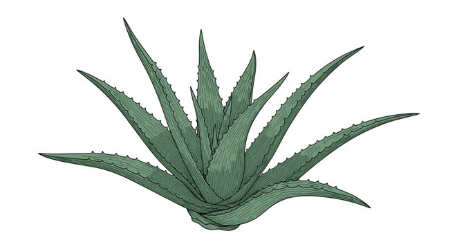 Detailed drawing of an aloe vera succulent plant features thick green spiky leaves arranged in a rosette pattern on a white background.