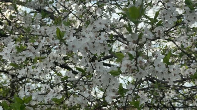 White branches of cherry-plum tree in full bloom close up. Spring blooming of fruit trees in April, nature awakening. Natural botanical background with many tiny white flowers.