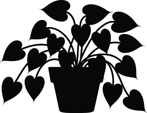 An indoor gardening guide to help you care for a trailing heartleaf philodendron houseplant