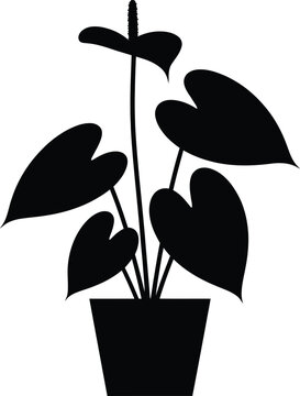 A black silhouette of a leafy anthurium plant in pot.