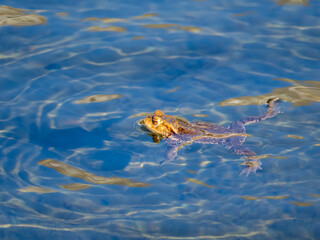 Fototapeta premium Toad swimming in blue water close-up with golden reflections and rippled surface