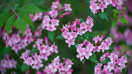 Fototapeta premium Close-up of beautiful pink weigela florida flowers blooming in a garden during springtime