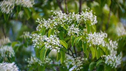 Fototapeta premium Delicate white flowers of Chinese fringe tree in full bloom with lush green leaves