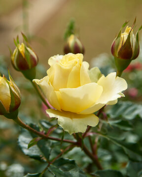 yellow rose bloom surrounded by buds in natural garden soft focus background