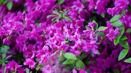 Fototapeta premium Bushes of vibrant pink azalea flowers blooming densely in a park during spring