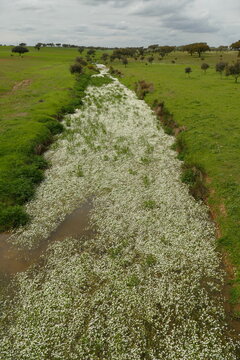 Bl&uuml;tenmeer in Flussbett bei Vila Vicosa