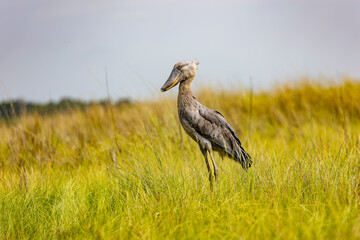 Shoebill Standing in African Wetland Grass  © Karin