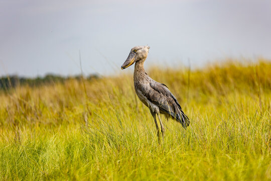 Shoebill Standing in African Wetland Grass
