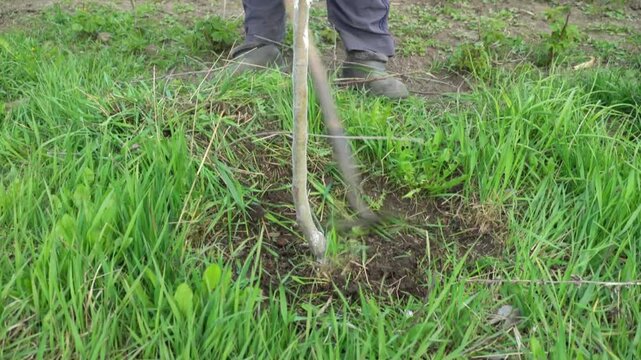 Individual in gray pants uses a garden hoe to loosen soil around a young tree, emphasizing the continuous gardening process in a lush green environment