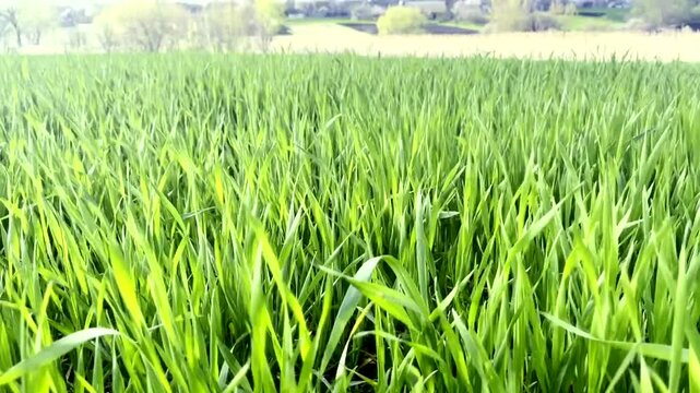 Green grass moves in the wind in a wide field